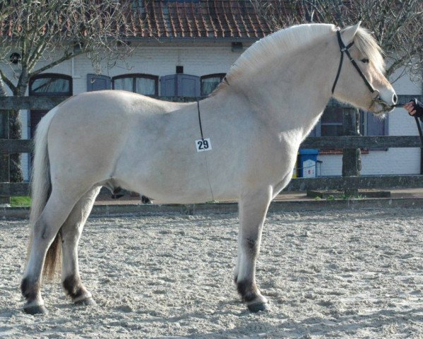 stallion Benten N-05-2637 (Fjord Horse, 2005, from Sveiar N.2687)