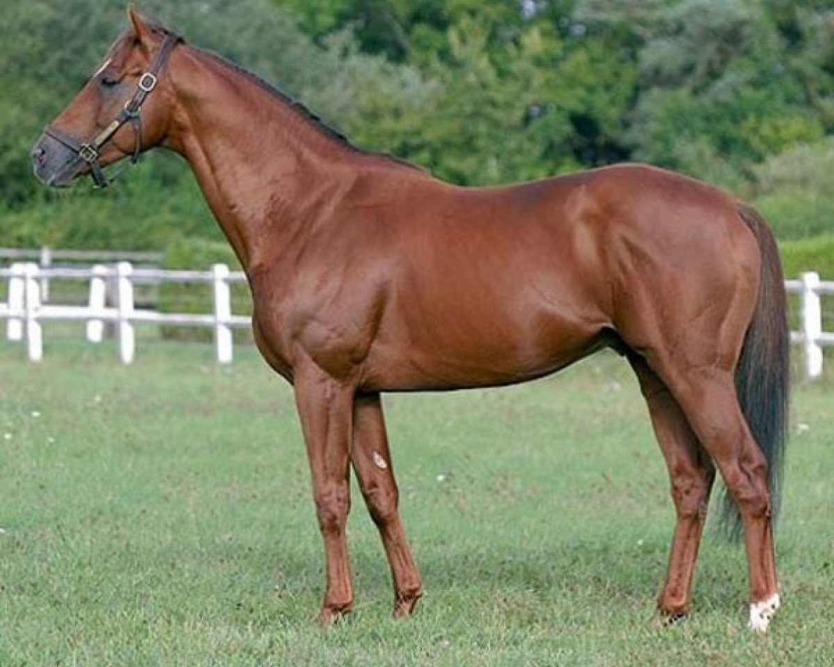 stallion Vespone xx (Thoroughbred, 2000, from Llandaff xx)