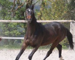 dressage horse Biocursans Hibiskus (German Sport Horse, 2018, from Hibiskus)