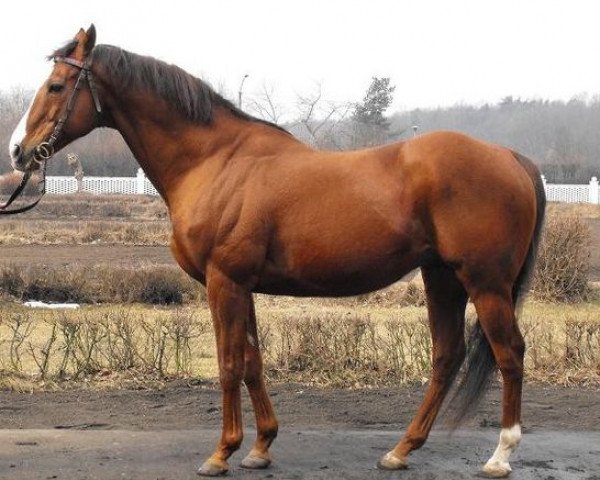 stallion Llandaff xx (Thoroughbred, 1990, from Lyphard xx)
