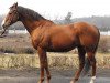 stallion Llandaff xx (Thoroughbred, 1990, from Lyphard xx)