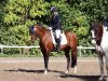 Dressurpferd Tendra (Deutsches Reitpony, 2008, von Black Charming)