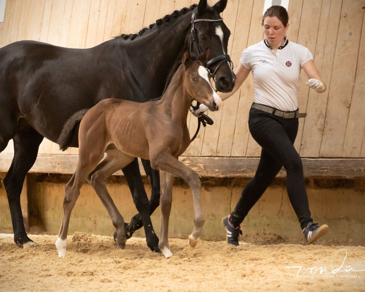 jumper Usanto (Trakehner, 2019, from Tecumseh)