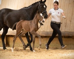 Springpferd Usanto (Trakehner, 2019, von Tecumseh)