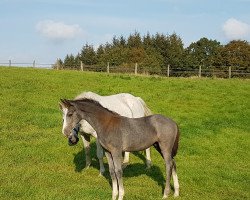 dressage horse Gonsen (Holsteiner, 2019, from Goldball)