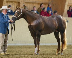 Deckhengst Laser Vision (Appaloosa, 2001, von The Visionary)