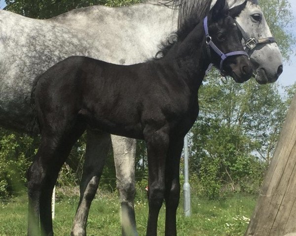 Springpferd Karlsson (Mecklenburger, 2019, von Kings Erbe AML)