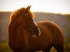 dressage horse Sir Heartbreaker 2 (German Riding Pony, 2007)