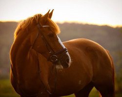 dressage horse Sir Heartbreaker 2 (German Riding Pony, 2007)