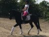 dressage horse Delisco (Rhinelander, 2016, from Diatano)