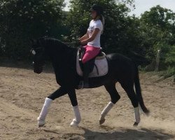 dressage horse Delisco (Rhinelander, 2016, from Diatano)