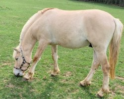 dressage horse King Louie (Fjord Horse, 2019, from Kelvin)