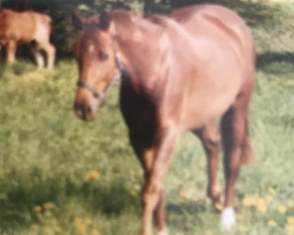 Zuchtstute D'Nally STEF (Mecklenburger, 2000, von D'Olympic)