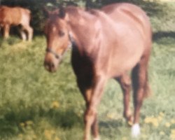 broodmare D'Nally STEF (Mecklenburg, 2000, from D'Olympic)