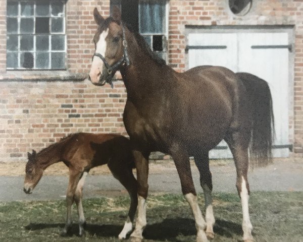 Zuchtstute Korally (Mecklenburger, 1992, von Kobold I)