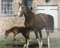 broodmare Korally (Mecklenburg, 1992, from Kobold I 3378)