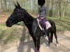 dressage horse Darcy Lou (Hanoverian, 2014, from Don Frederico)