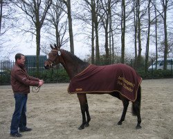 broodmare Winnilu (Oldenburg, 2005, from Luxius)