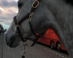 jumper Lorina 93 (Oldenburg show jumper, 2011, from Lord Pezi)