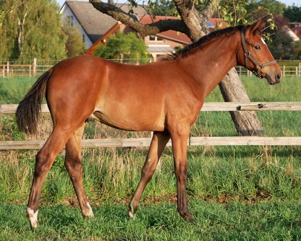 dressage horse Franz (Hanoverian, 2019, from Blue Hors Farrell)