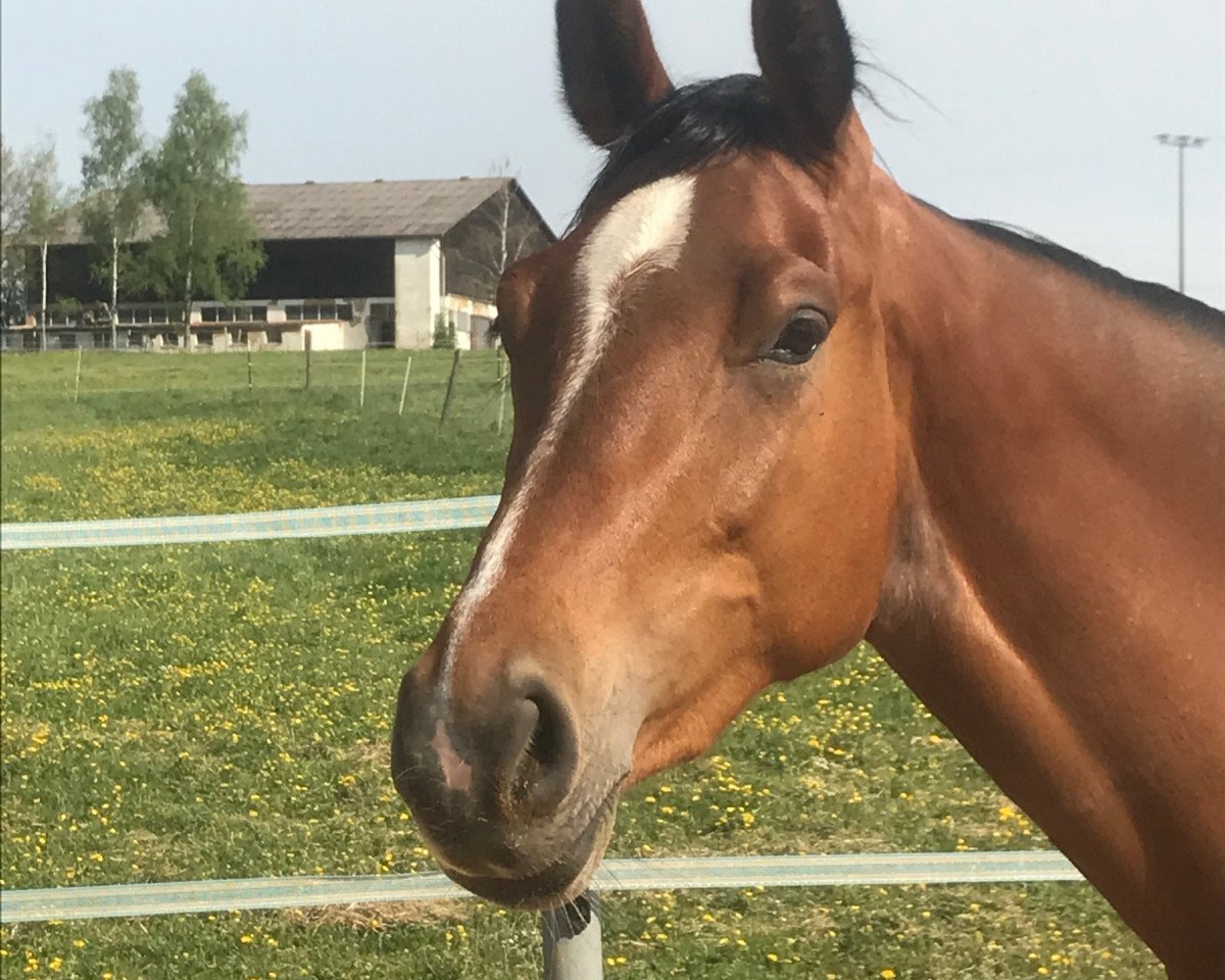 broodmare Cascada MW (Württemberger, 2017, from Casallco)