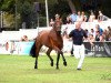 broodmare Con Sugar - H OLD (Oldenburg show jumper, 2016, from Solitair)