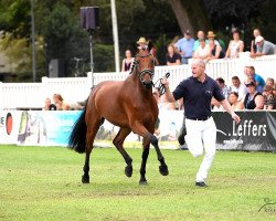 broodmare Con Sugar - H OLD (Oldenburg show jumper, 2016, from Solitair)