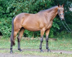 Pferd Seeröschen (Trakehner, 2016, von Empire State)