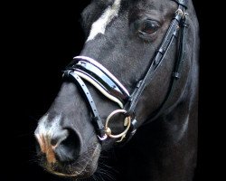 broodmare Tears of Magic (German Riding Pony, 2008, from Top Zento)