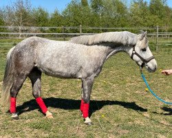 broodmare Nenitas Binti Jua (German Riding Pony, 2011, from Nemax)