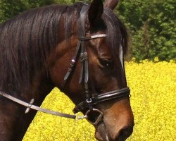 broodmare Lili Marleen (Trakehner, 2010, from Singolo)