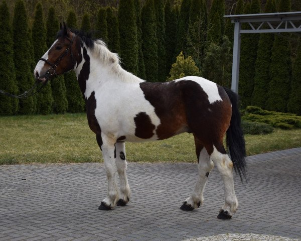 Pferd Iwan (Polnisches Warmblut, 2016)