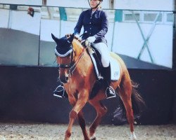 dressage horse Defilia V (German Riding Pony, 2006, from FS Don't Worry)