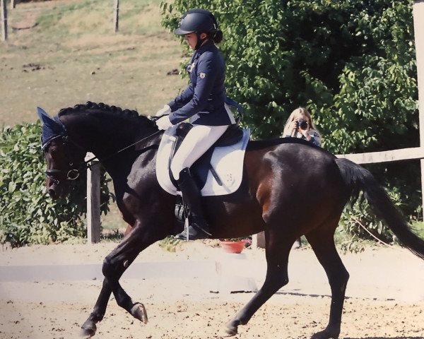 broodmare Chocolina 2 (German Riding Pony, 2008, from Cyriac WE)