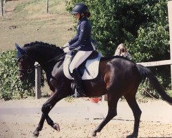 dressage horse Chocolina 2 (Deutsches Reitpony, 2008, from Cyriac WE)