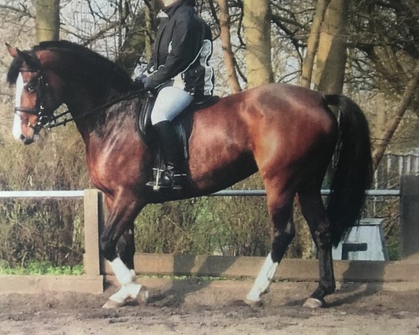 broodmare Linally STEF (Mecklenburg, 1998, from Limborat)