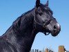 stallion Caballus Z (Zangersheide riding horse, 2001, from Caretano Z)