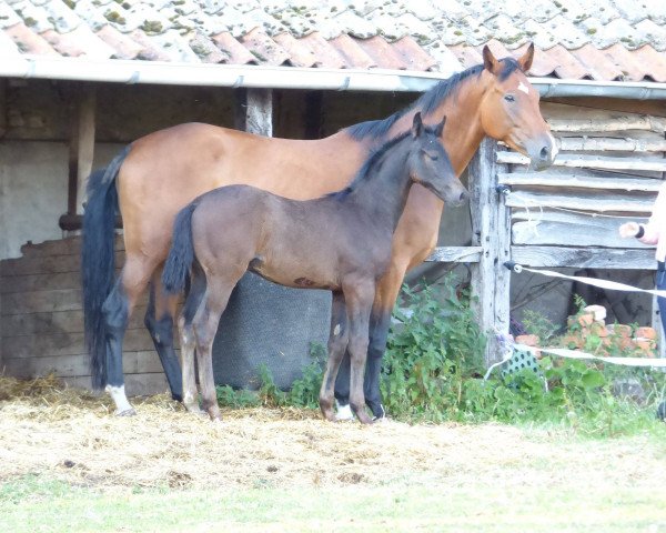 dressage horse Daario Naharis (Westphalian, 2018, from Don Nobless)
