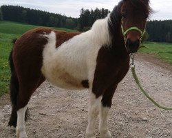 broodmare Dorita vom Almhof (Shetland Pony, 2019, from Valentin von der Ostsee)