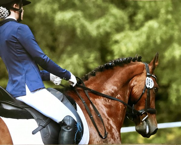 dressage horse Piccolo Nerone (unknown, 2009)