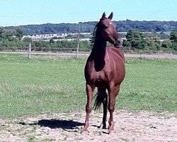 dressage horse Rapallo Heres (Westphalian, 1995, from Rapallo)