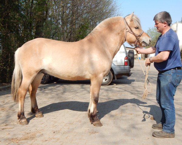 horse Fédor d'Ober (Fjord Horse, 2015, from Kaulier)