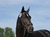 stallion Ivory Vom Schloesslihof (German Sport Horse, 2015, from I'm Special de Muze)