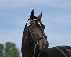 jumper Ivory Vom Schloesslihof (Deutsches Sportpferd, 2015, from I'm Special de Muze)