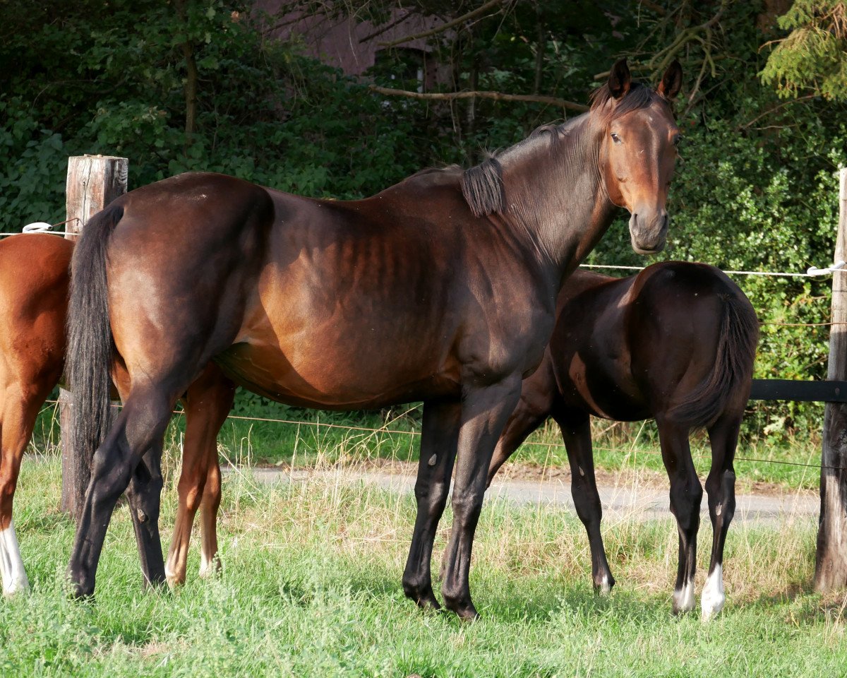 broodmare Campari 227 (Westphalian, 2004, from Collin L)