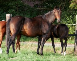 broodmare Campari 227 (Westphalian, 2004, from Collin L)