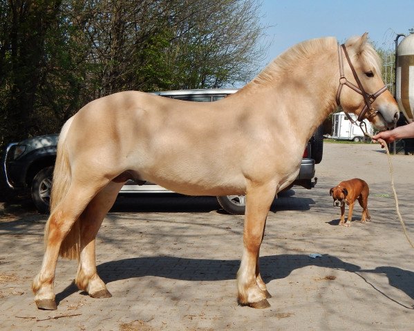 horse Flynn D'Ober (Fjord Horse, 2015, from Kaulier)