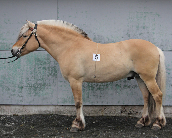 stallion Alme Baronen (Fjord Horse, 2012, from Fjelltor N.2527)