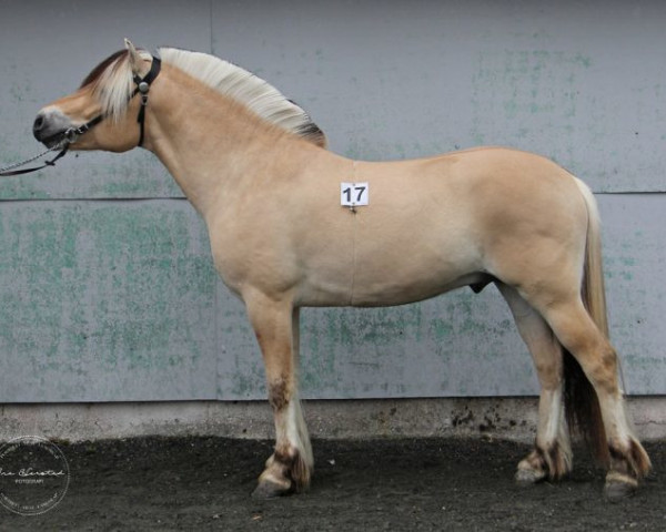 stallion Feedts Lindemann (Fjord Horse, 2016, from Alme Baronen)