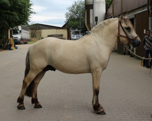 horse Edwin D'Ober (Fjord Horse, 2014, from Solbjør Borken)